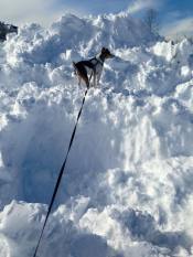 The return of Snow Dog